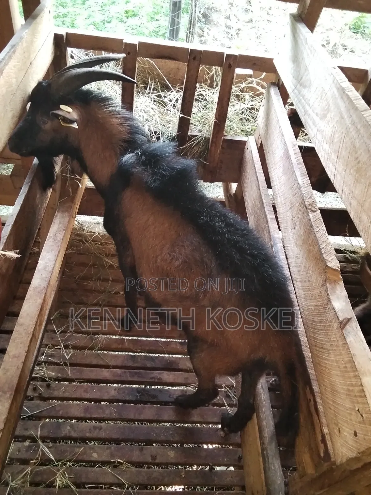 German Alphine Dairy Goats for Sale