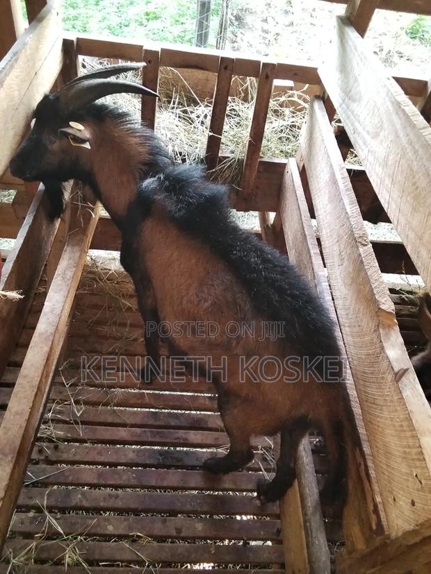 German Alphine Dairy Goats for Sale - thumbnail 7
