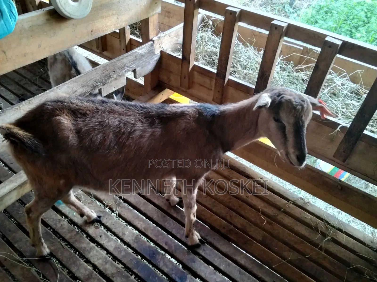 German Alphine Dairy Goats for Sale
