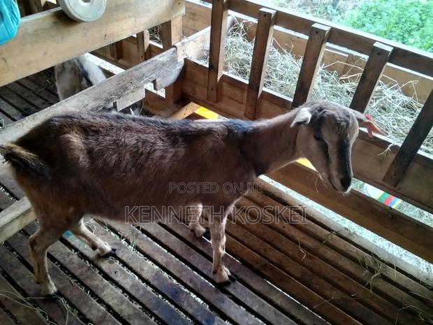 German Alphine Dairy Goats for Sale - thumbnail 8