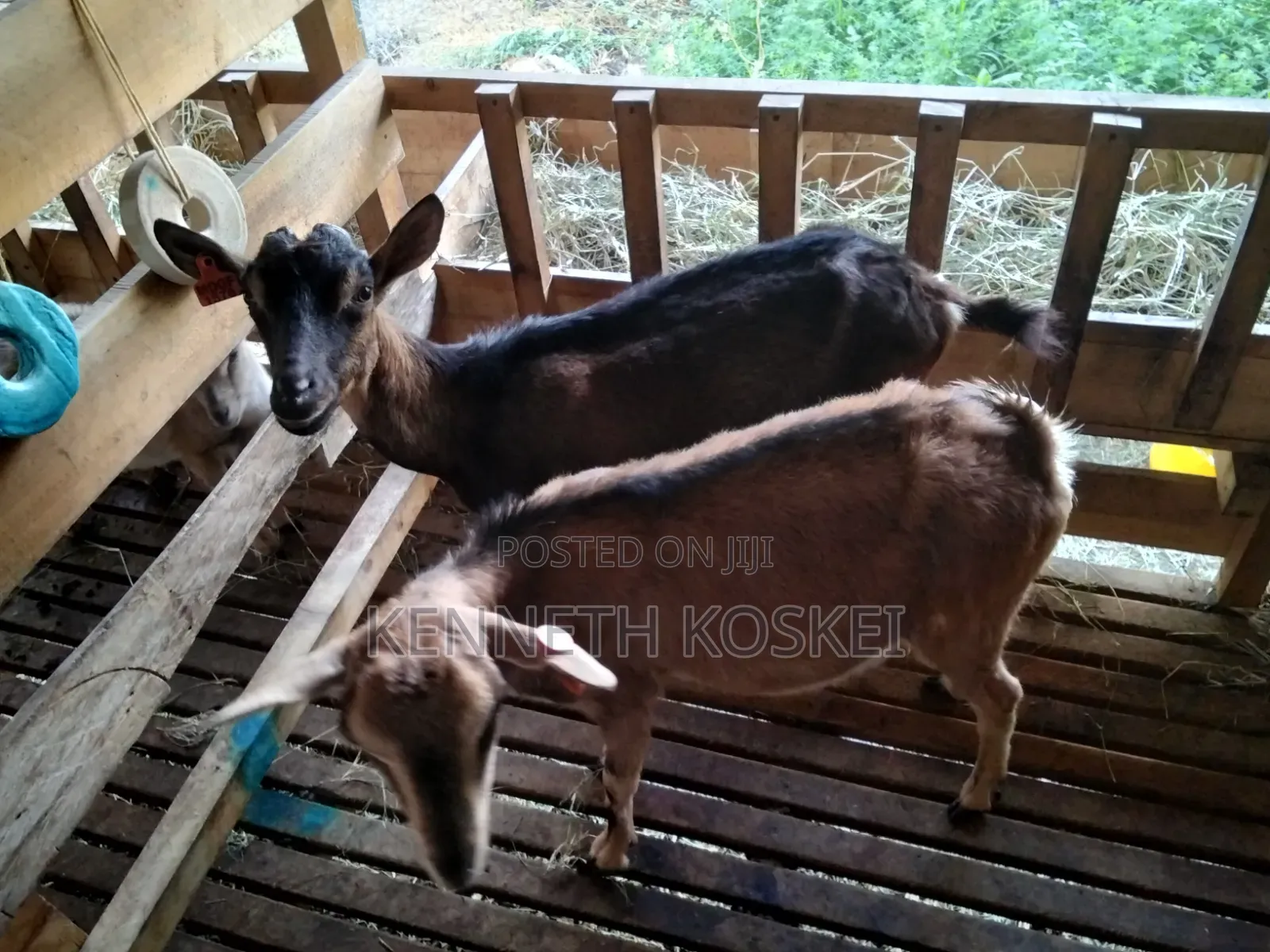 German Alphine Dairy Goats for Sale