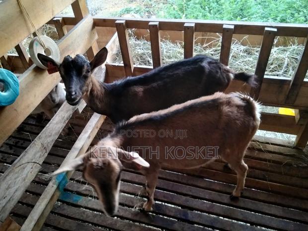 German Alphine Dairy Goats for Sale - thumbnail 9