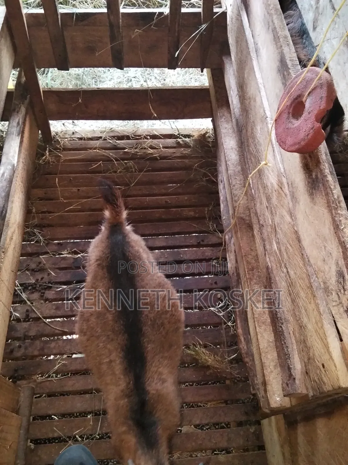 German Alphine Dairy Goats for Sale
