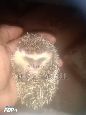 Pets For Sale