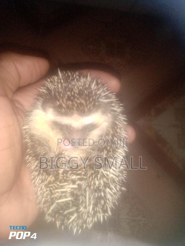 Pets For Sale