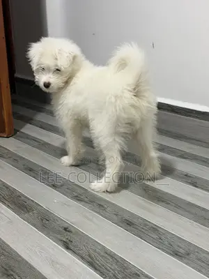 1-3 months Male Purebred Maltese