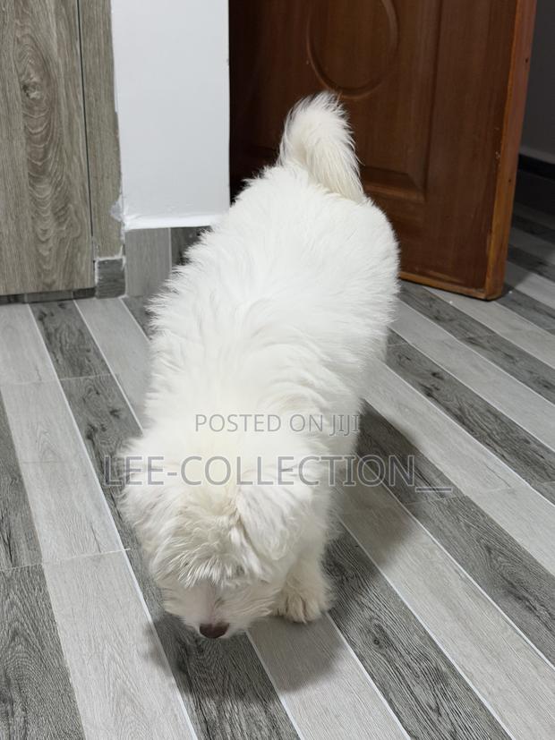 1-3 months Male Purebred Maltese - thumbnail 2