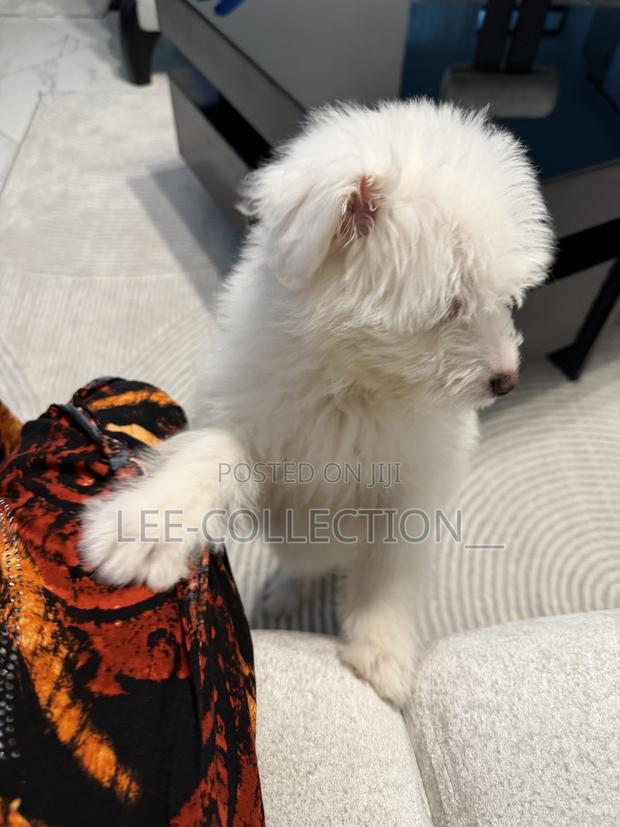 1-3 months Male Purebred Maltese - thumbnail 3