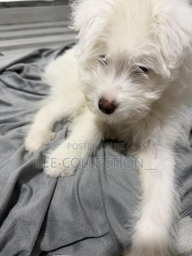 1-3 months Male Purebred Maltese - thumbnail 5