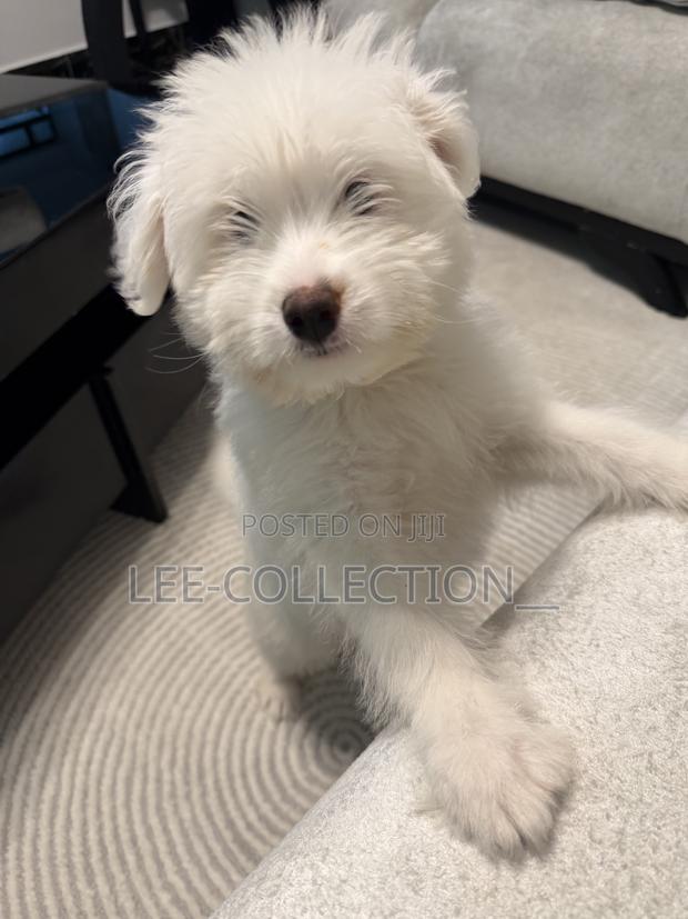 1-3 months Male Purebred Maltese - thumbnail 4
