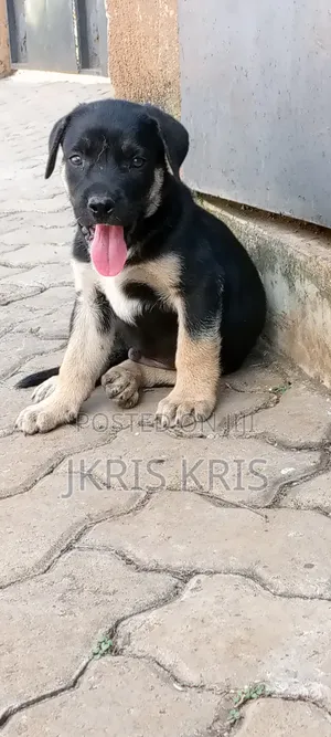 1-3 months Male Mixed Breed Boerboel