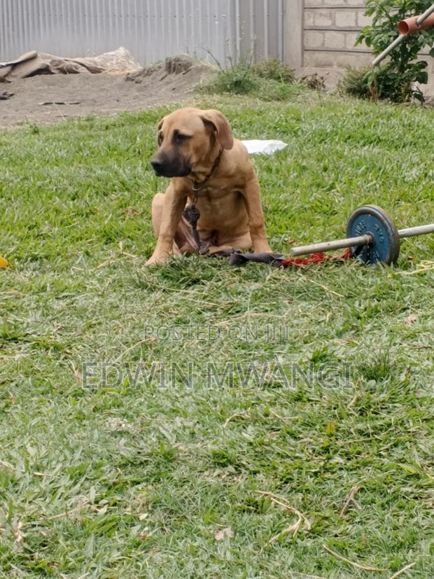 3-6 months Male Purebred Boerboel