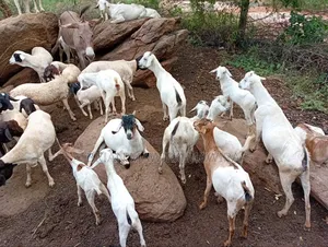 6-12 Months Male Purebred Goats