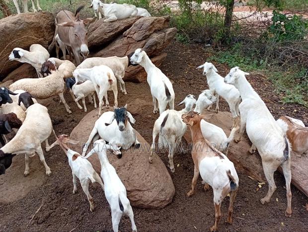6-12 Months Male Purebred Goats