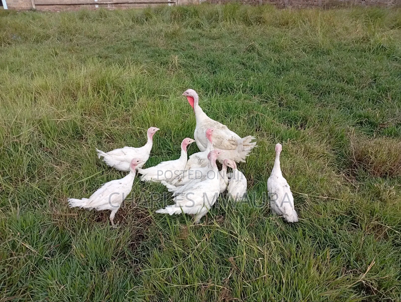 Mature Turkeys And Poults – Quack Haven Farms