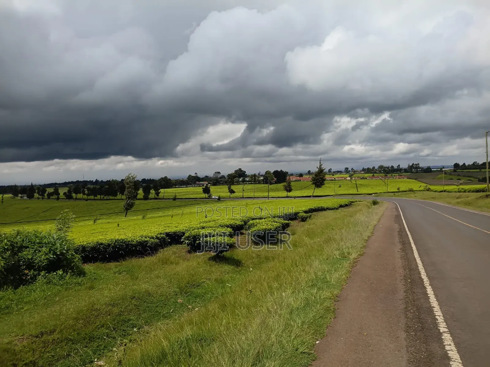 A Prime 64-Acre Tea Plantation Land