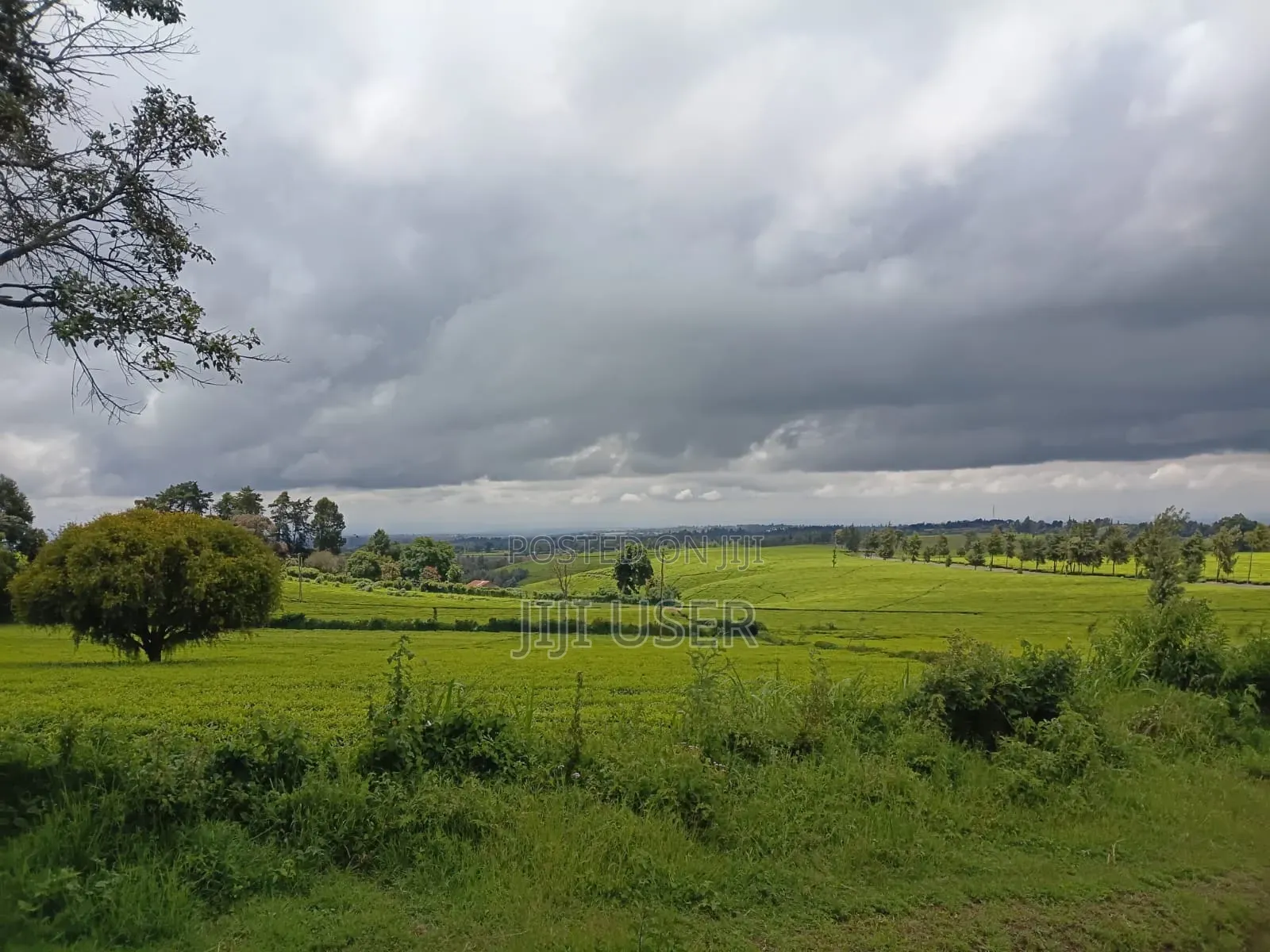 A Prime 64-Acre Tea Plantation Land