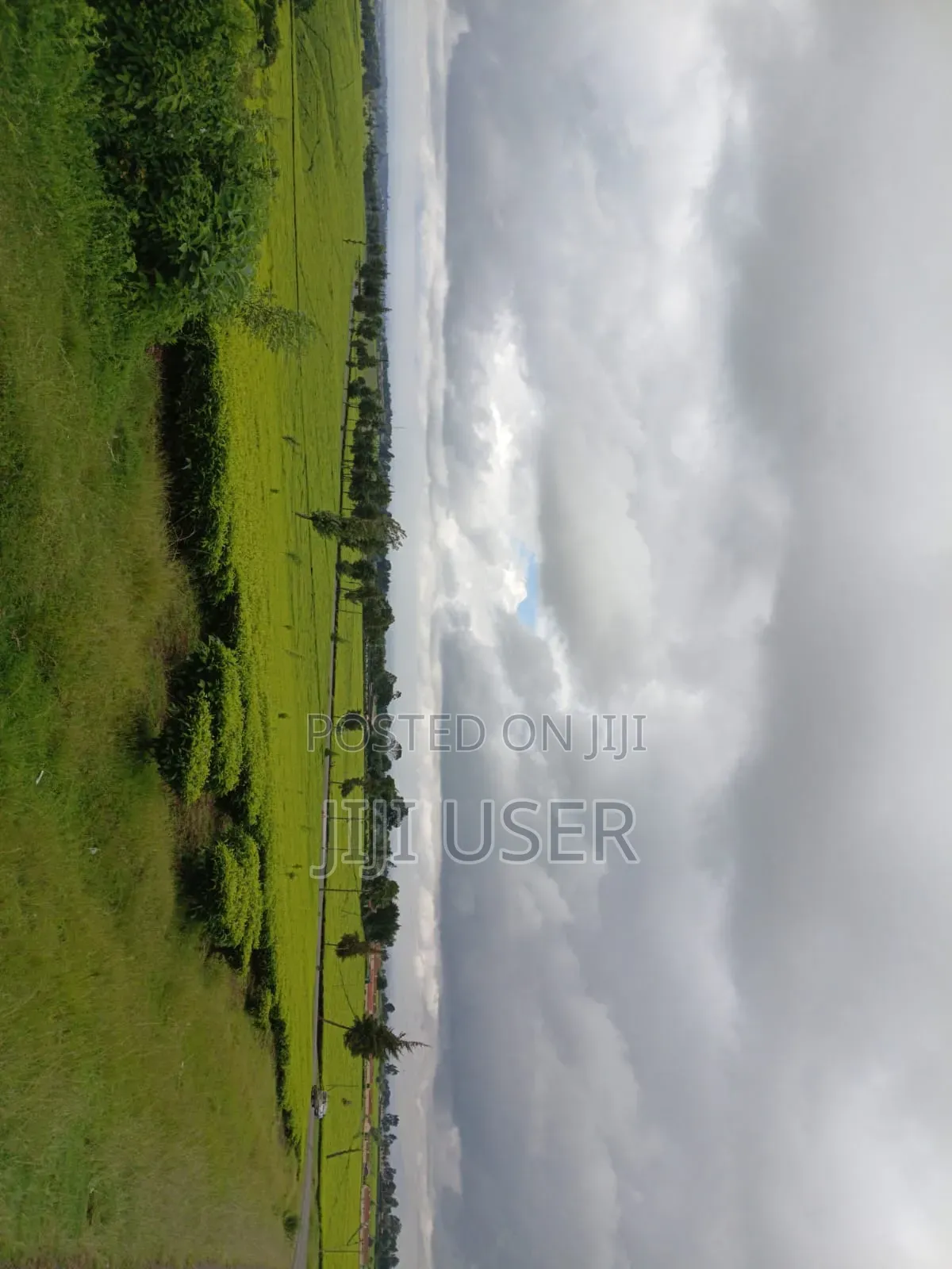 A Prime 64-Acre Tea Plantation Land