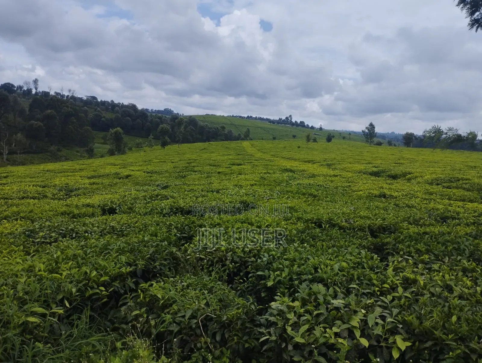 A Prime 64-Acre Tea Plantation Land