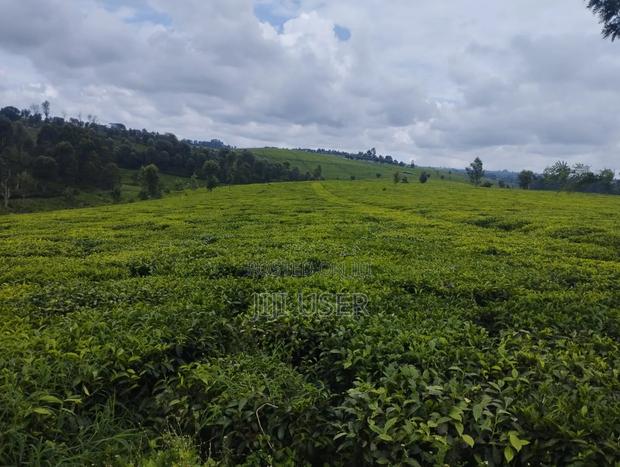 A Prime 64-Acre Tea Plantation Land - thumbnail 4