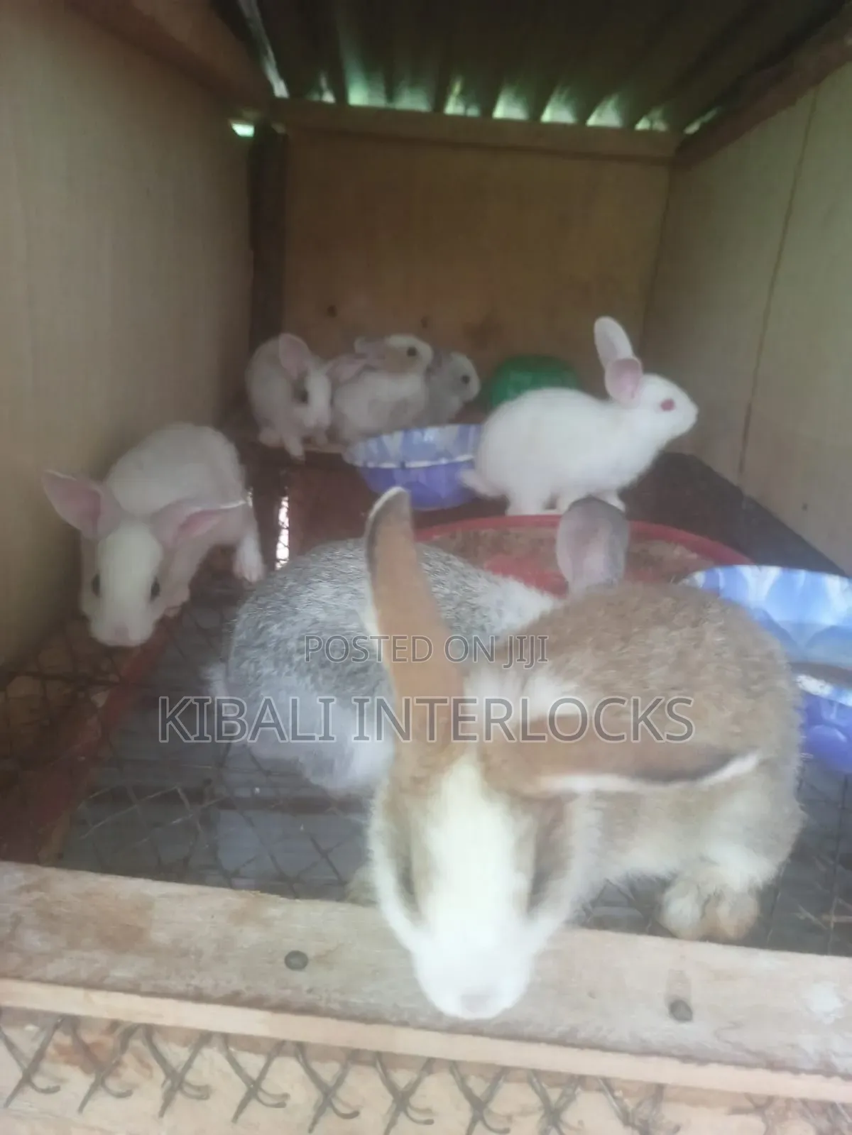 Rabbit Meat Whole
