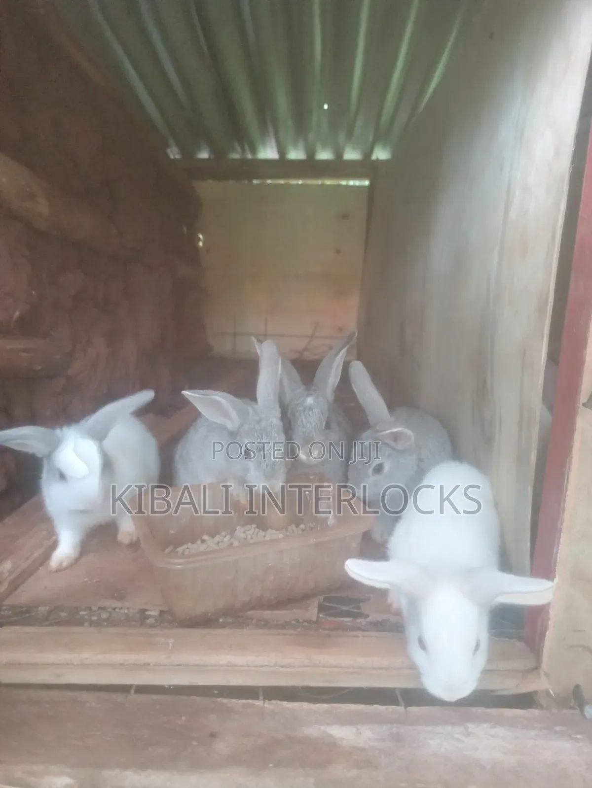 Rabbit Meat Whole