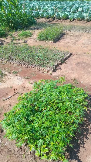 Nursery Tree Available