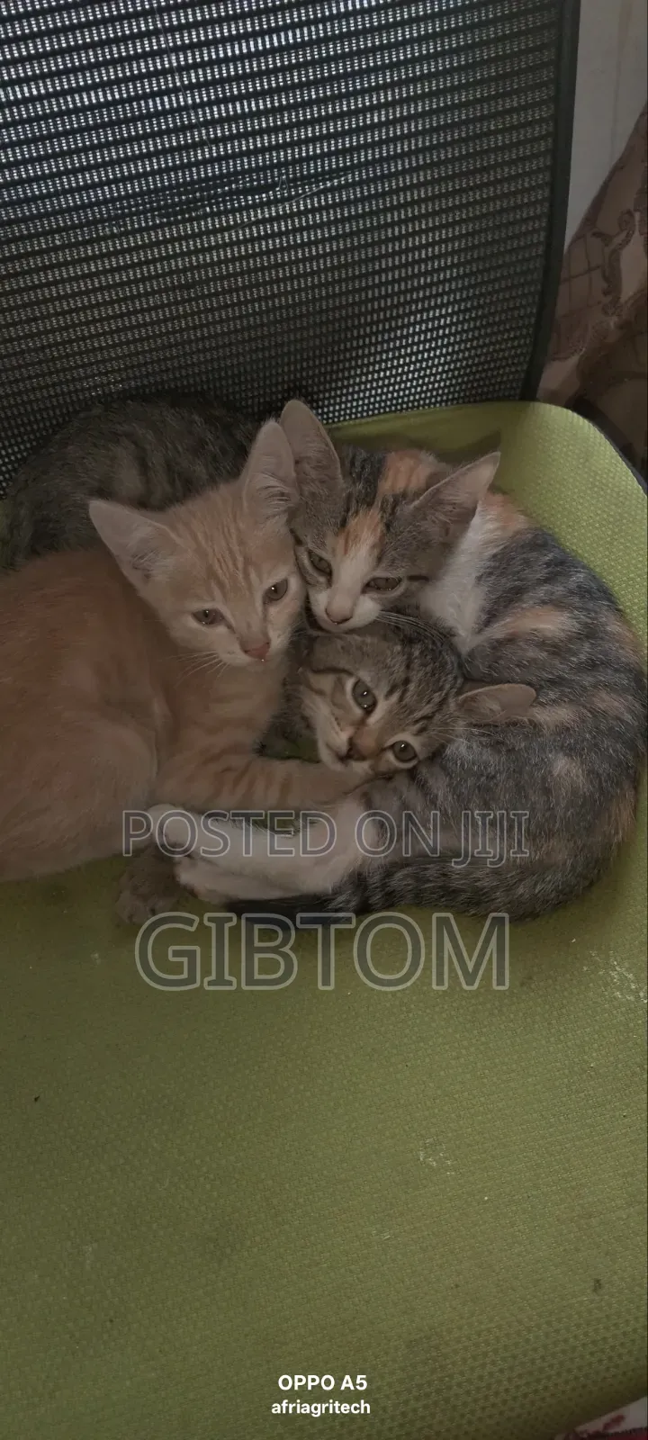 1-3 months Female Mixed Breed Cat