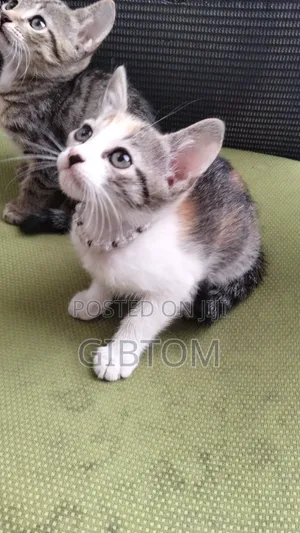 1-3 months Female Mixed Breed Cat