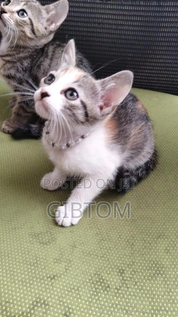1-3 months Female Mixed Breed Cat - thumbnail 3