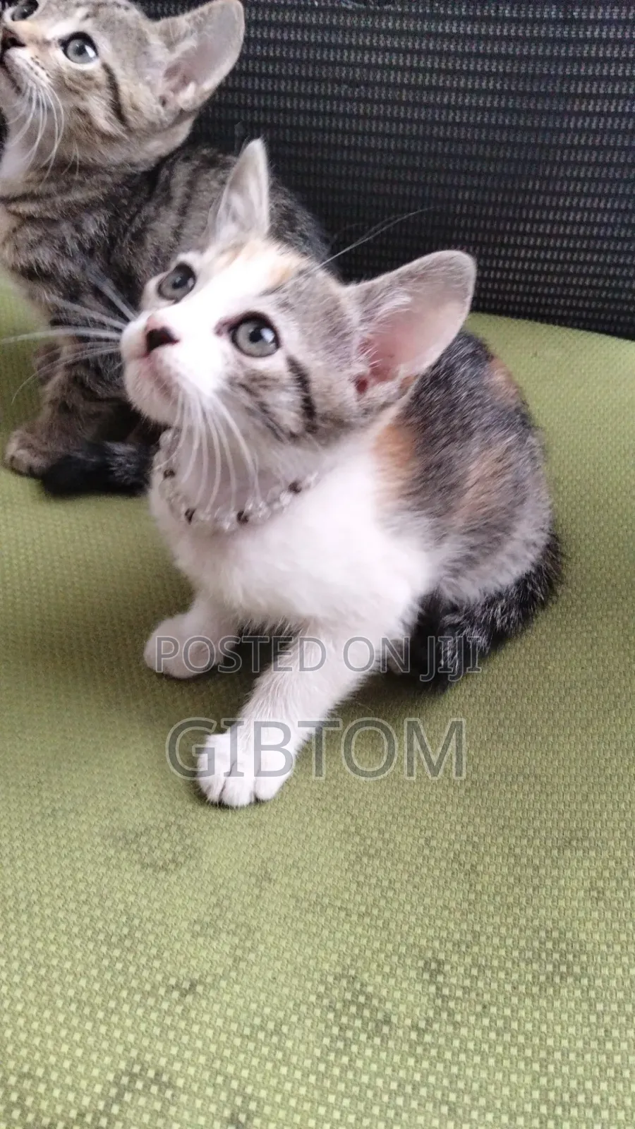 1-3 months Female Mixed Breed Cat