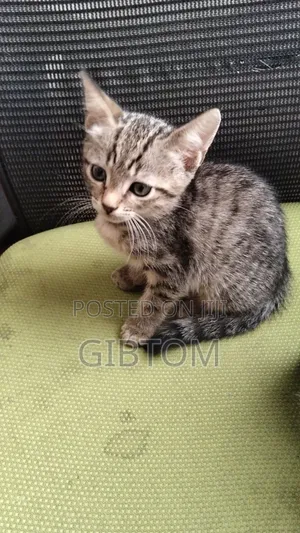 1-3 months Female Mixed Breed Cat
