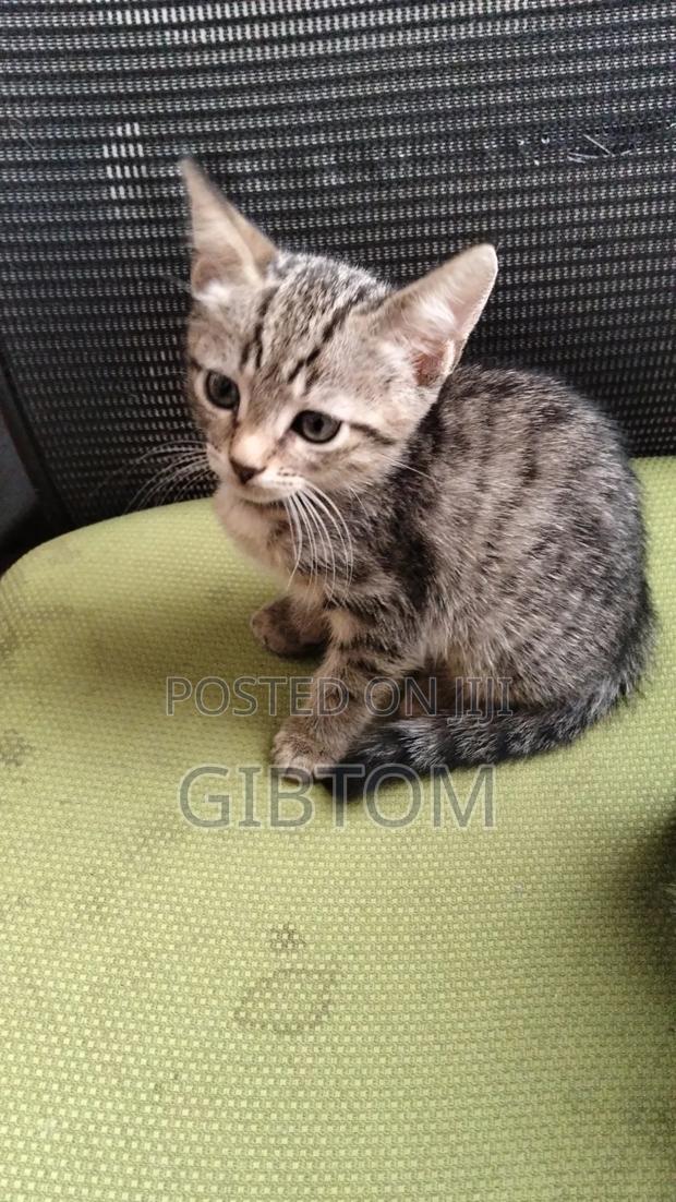1-3 months Female Mixed Breed Cat - thumbnail 4