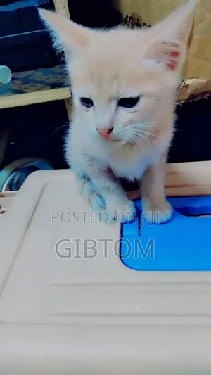1-3 months Female Mixed Breed Cat
