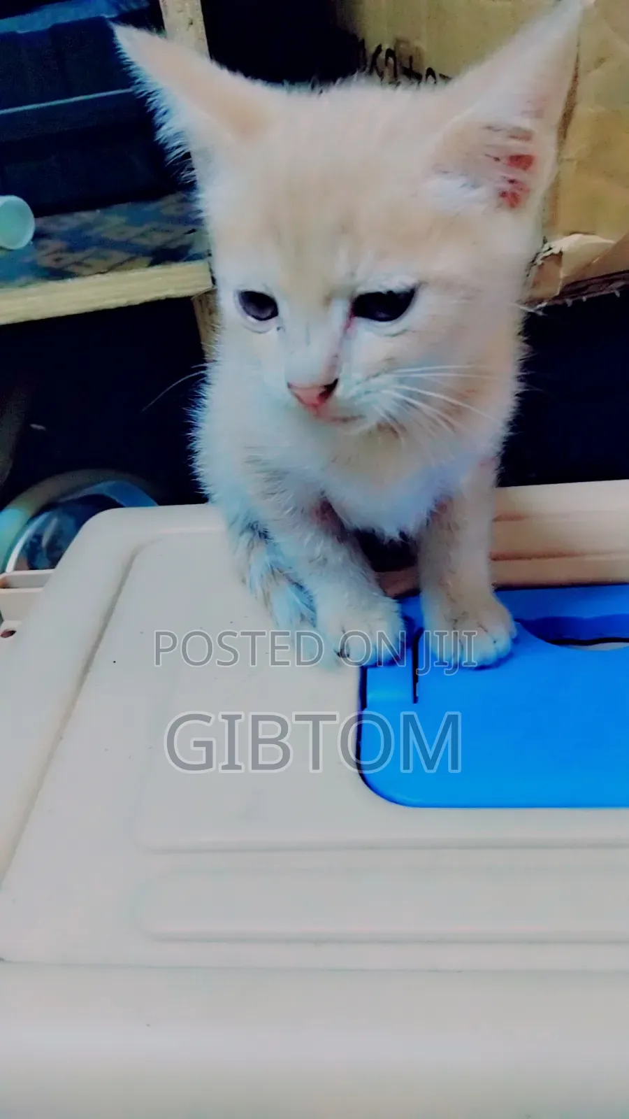 1-3 months Female Mixed Breed Cat