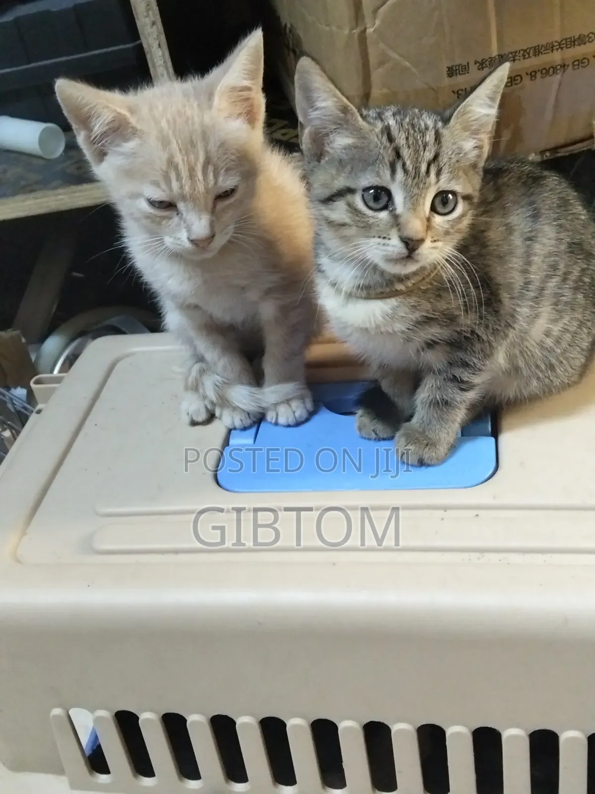 1-3 months Female Mixed Breed Cat