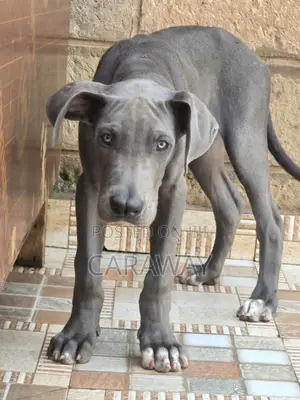 3-6 months Male Purebred Great Dane