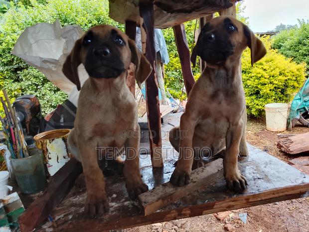 1-3 months Male Purebred Boerboel
