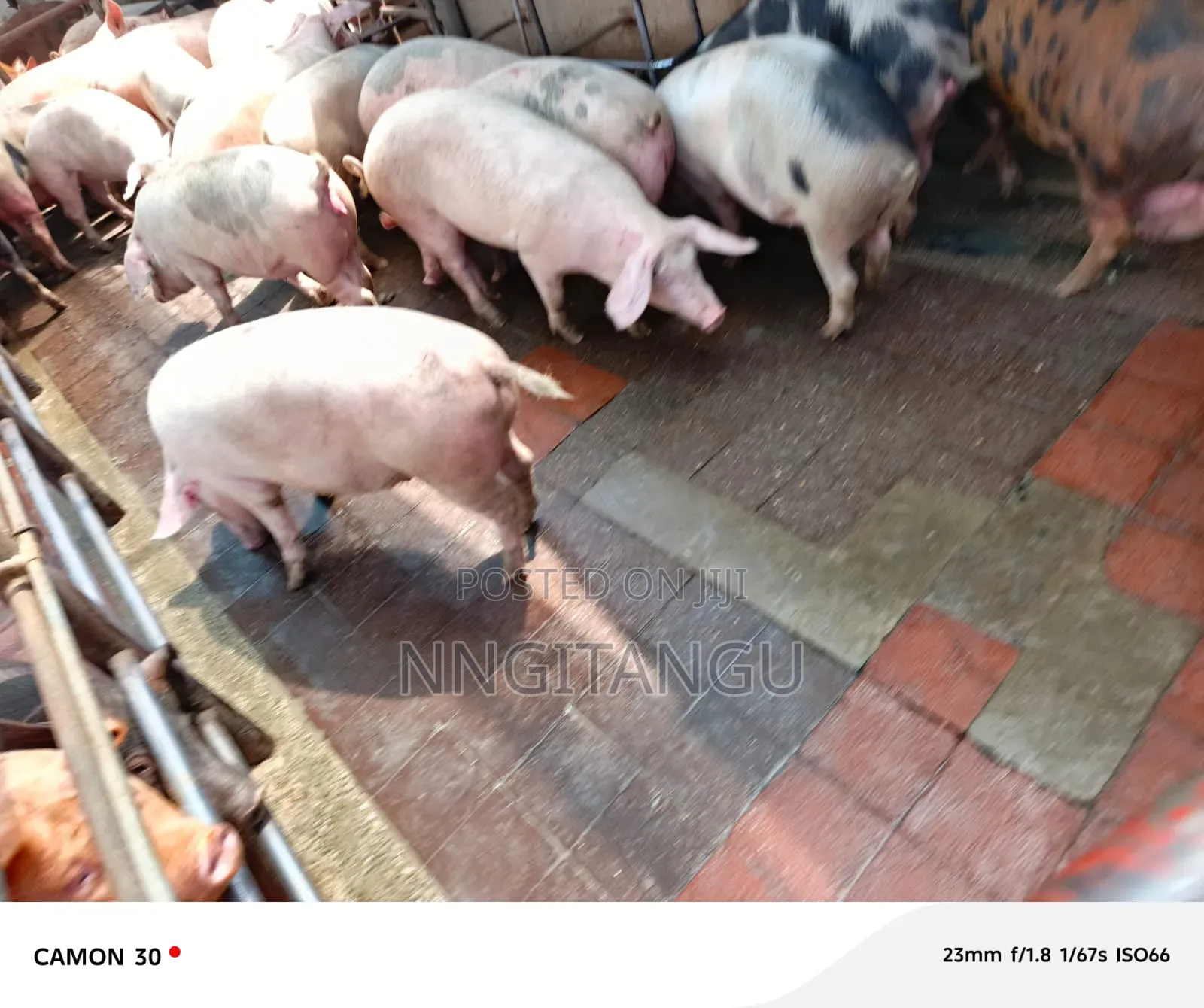 Healthy Pigs