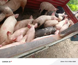Healthy Pigs