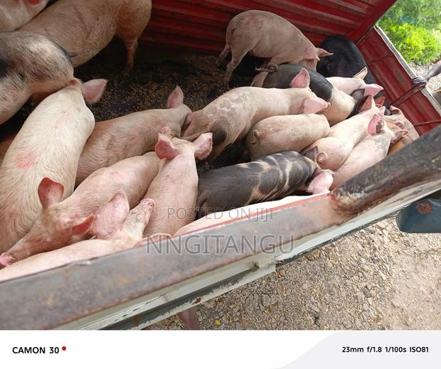 Healthy Pigs - thumbnail 2