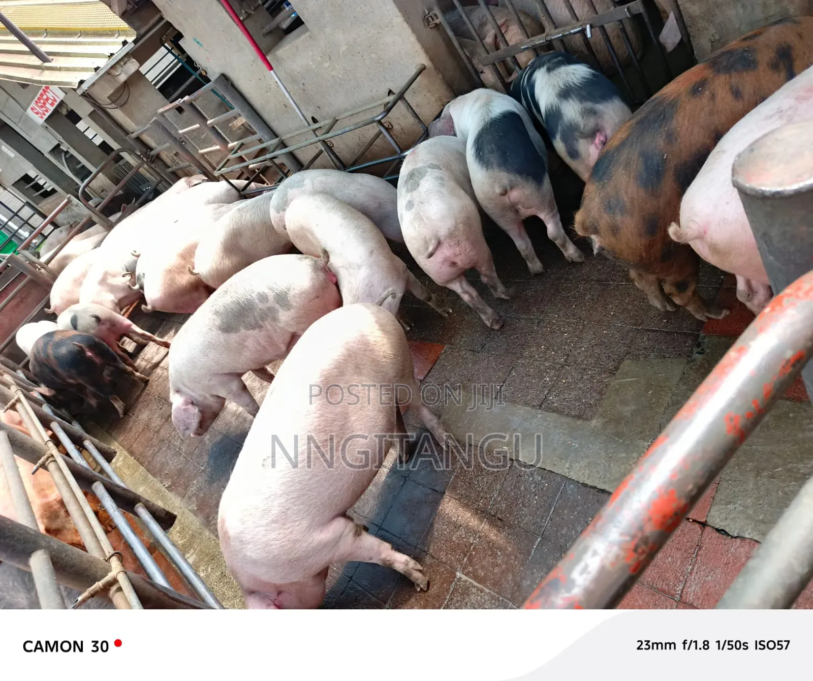 Healthy Pigs
