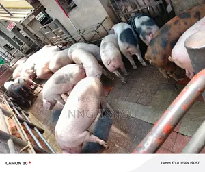 Healthy Pigs