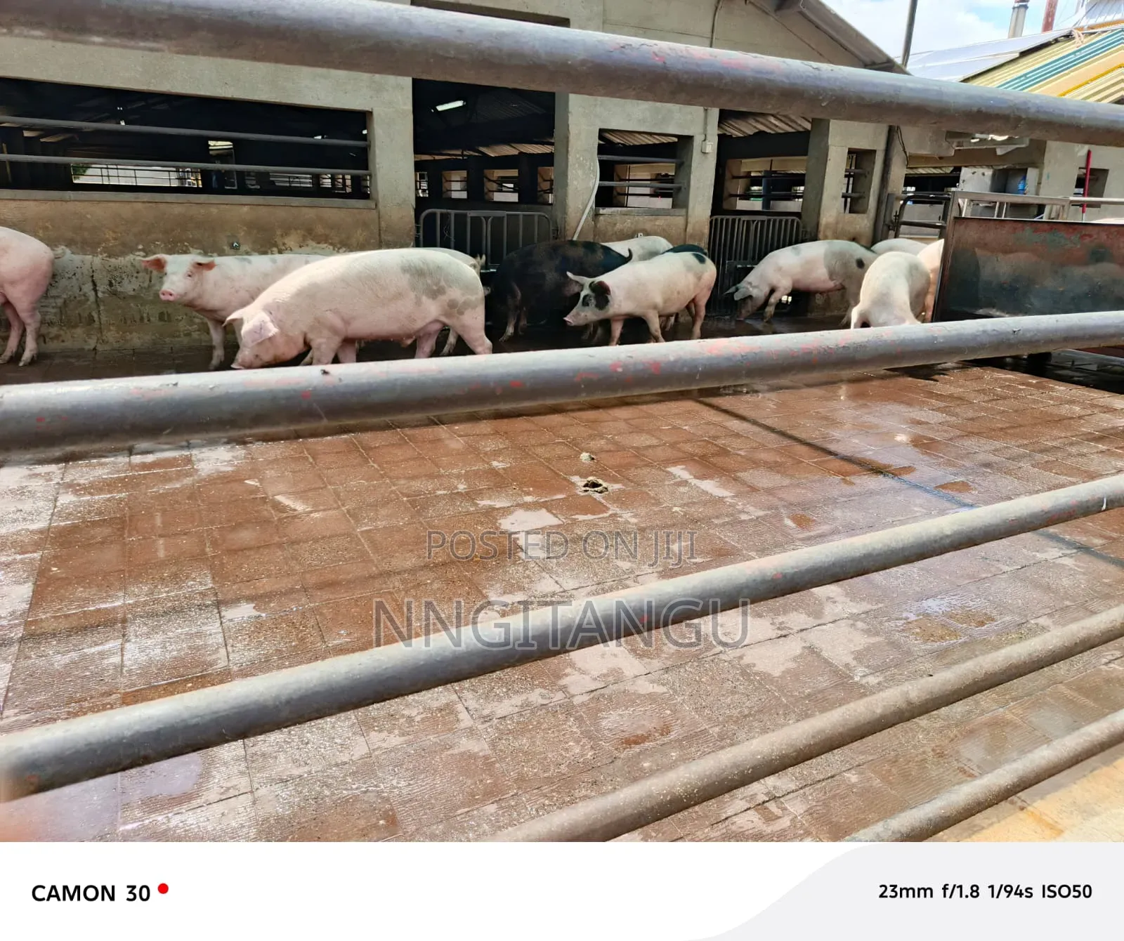 Healthy Pigs