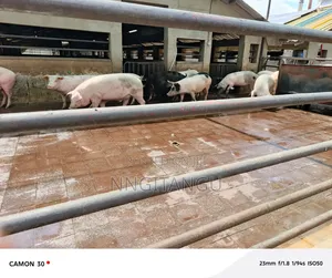 Healthy Pigs
