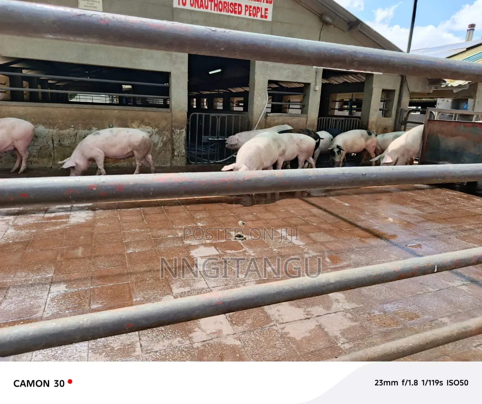 Healthy Pigs