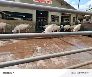 Healthy Pigs
