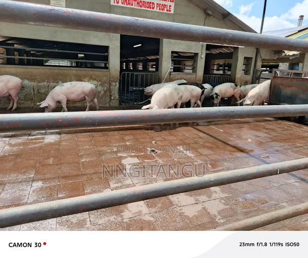 Healthy Pigs - thumbnail 5