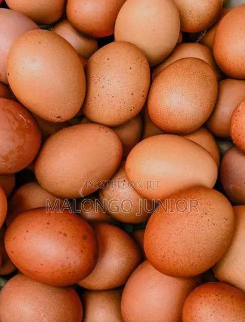 Lea Eggs for Sel - main view