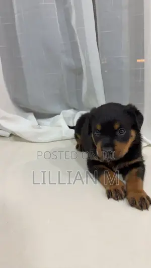 0-1 month Female Purebred Rottweiler